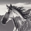 vector40 legal advisory