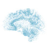 neuroharmonics